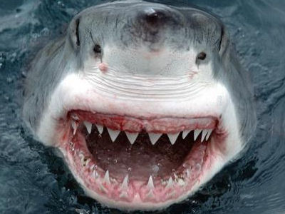 shark-teeth.jpg