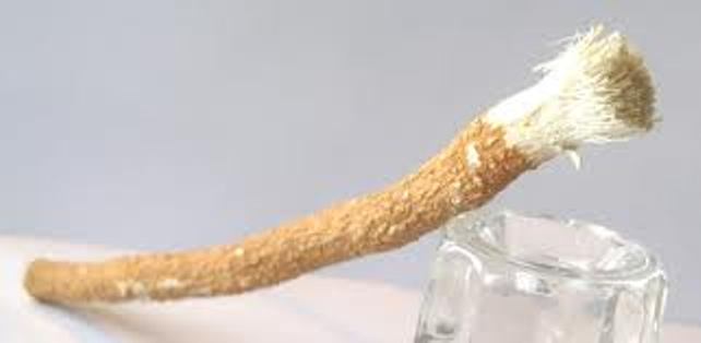 chew sticks babylonians and their chewing sticks kara rdh chew sticks babylonians and their chewing sticks kara rdh